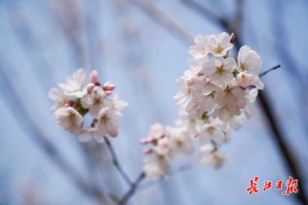 BOB半岛·(中国)官方网站“樱花第一城”火上热搜武汉晋身春季顶流(图2)