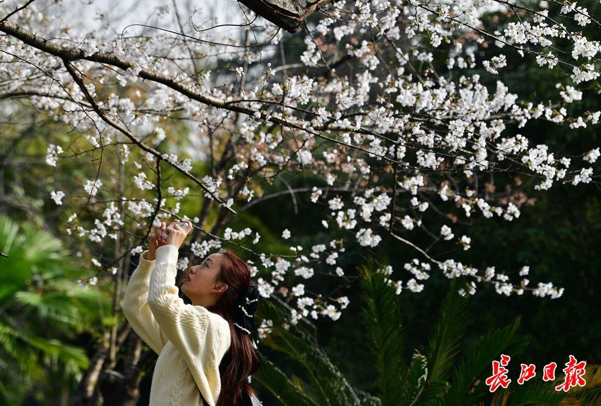 BOB半岛·(中国)官方网站“樱花第一城”火上热搜武汉晋身春季顶流(图3)