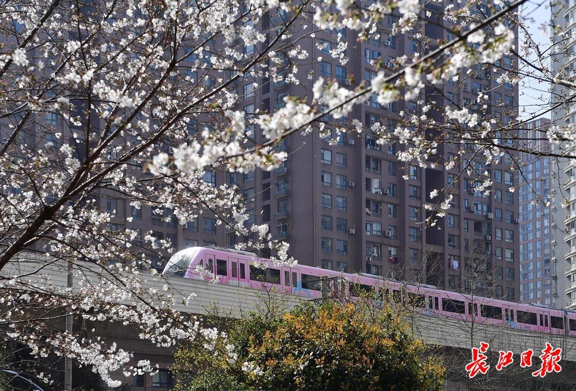 BOB半岛·(中国)官方网站“樱花第一城”火上热搜武汉晋身春季顶流(图5)