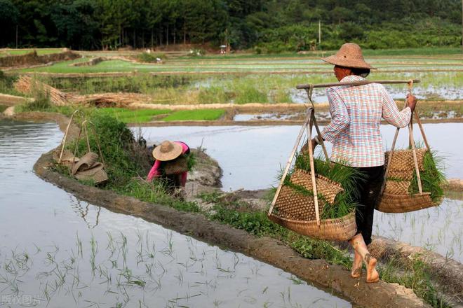 BOB半岛体育老人说：2024年是“一龙治水十牛耕田三人分饼”啥意思？(图1)